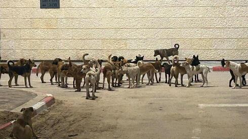Stray dogs from Gaza threaten border region
