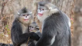 משפחה של קופים ממין חֲרוּמַף