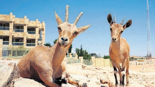 יעלים נוביים