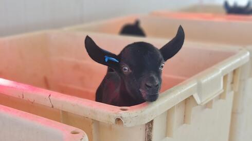 Climate-Proof livestock? Heat-resistant Israeli goats attract growing interest from Europe