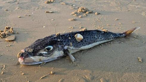 Invasive toxic pufferfish found on Israel shores