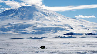 פינגווין קיסרי מחליק על בטנו, כשברקע הר הגעש הפעיל ארבוס