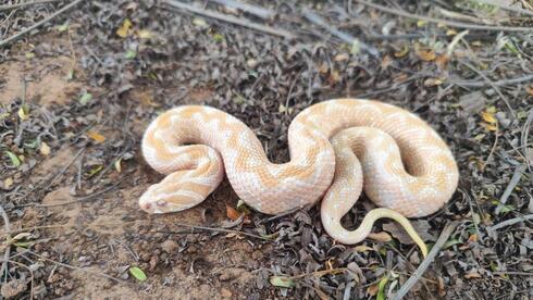 Rare albino viper found near Hadera stuns Israeli snake catcher