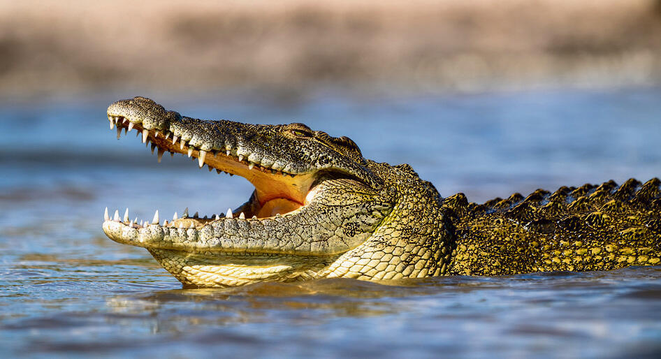 Tony Campbell, Shutterstock