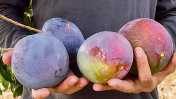 Deep Purple: The Israeli mango that could bring back a lost advantage