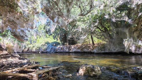 'Like a sci-fi movie': giant spider web covers Israeli nature reserve | Watch