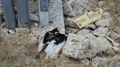 Deadly power lines: dozens of white storks electrocuted in Jordan Valley