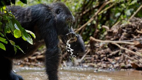 Mountain gorillas display rare behavior in Uganda's Bwindi Forest | Watch