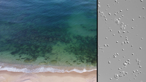 Did Gaza sewage fuel the algae crisis shutting Israel's desalination plants?