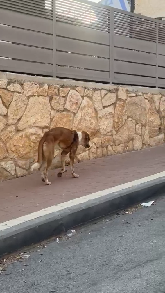 הכלב שאותר פצוע בבית אריה שבשומרון (צילום: בת אל לוי) הכלב שאותר פצוע בבית אריה שבשומרון