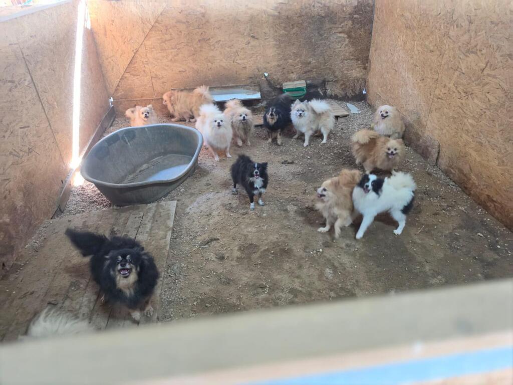 כלבים שאותרו בפשיטה (צילום: משרד החקלאות וביטחון המזון) כלבים שאותרו בפשיטה