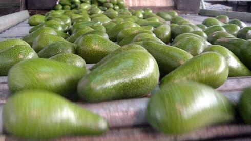 Israels Avocado-Boom trotzt Kriegs- und Boykottängsten: Exporte erreichen ...