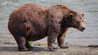 Who will be the fattest bear in Alaska? The race for the title is underway