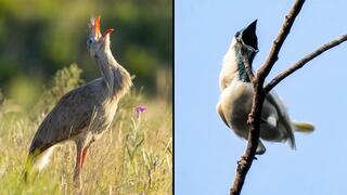 More than 120 decibels: These are probably the loudest birds in the world