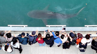South Korea: Female shark, who became a star, rescued from a canal