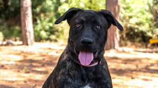Going out for walks with a new four-legged friend: ynet's weekly adoption column