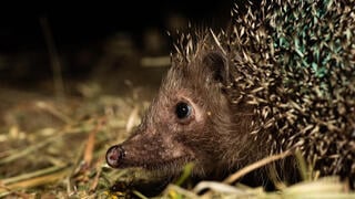 The hedgehog that eats venomous snakes, and gets into trouble with cat food