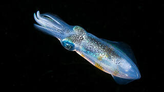 "Hearing" through the skin: the surprising connection between the cuttlefish and the human ear