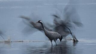 The first storks have arrived at Lake Hula – a few days late