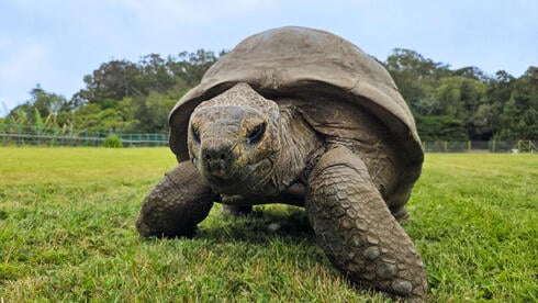 Könnte eine 194 Jahre alte Schildkröte den Schlüssel zur menschlichen ...