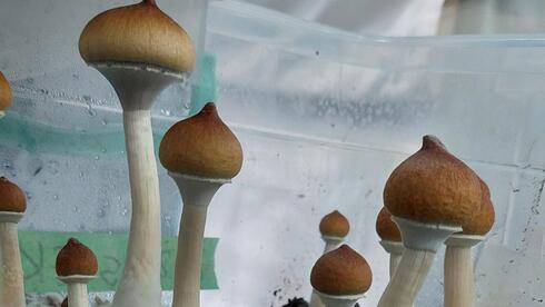 What’s really inside magic mushrooms? Scientists find a nearly eightfold difference