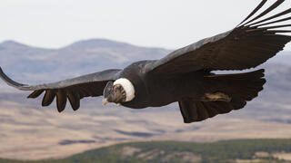 The sky's the limit, and energy is free: The secret of the dodos' economical flight