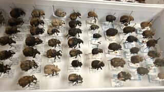 A Thousand Species in Israel: The Surprising Secrets of Snout Beetles
