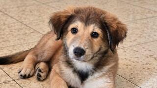 Opening the Door and Showering Love: ynet's Weekly Adoption Section