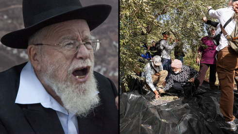 הרב המזוהה עם עוצמה יהודית: מותר למסוק זיתים של פלסטינים, זה לא גזל אלא מעלה...