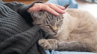 Not just treats and petting: how cats affect our mood?