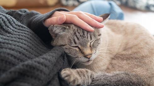 Can cats reduce stress? New study reveals a surprising connection