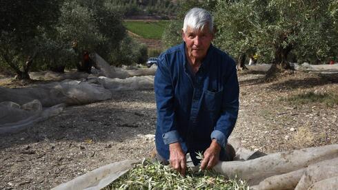 Israel's olive oil harvest set to nearly double, but farmers warn of a hidden problem