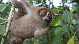 After almost 100 years: the harpy mammal once thought extinct has been rediscovered