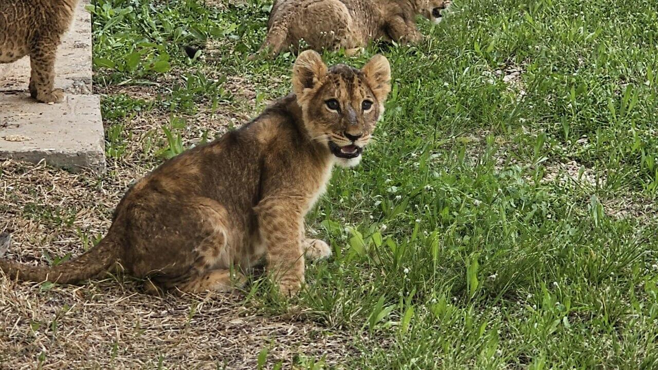 Lion cubs smuggled into Israel named in memory of fallen heroes