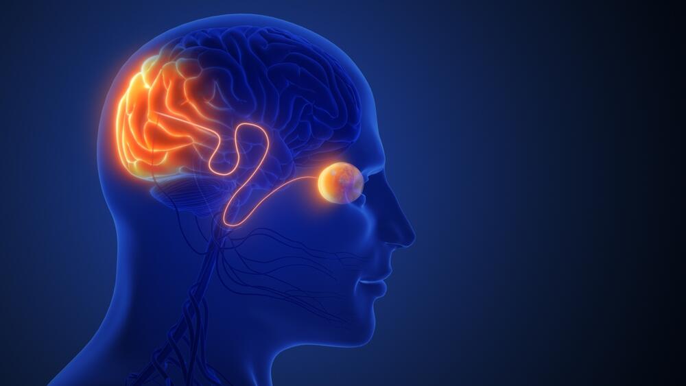 How the brain really 'sees': Israeli researchers solve decades-old